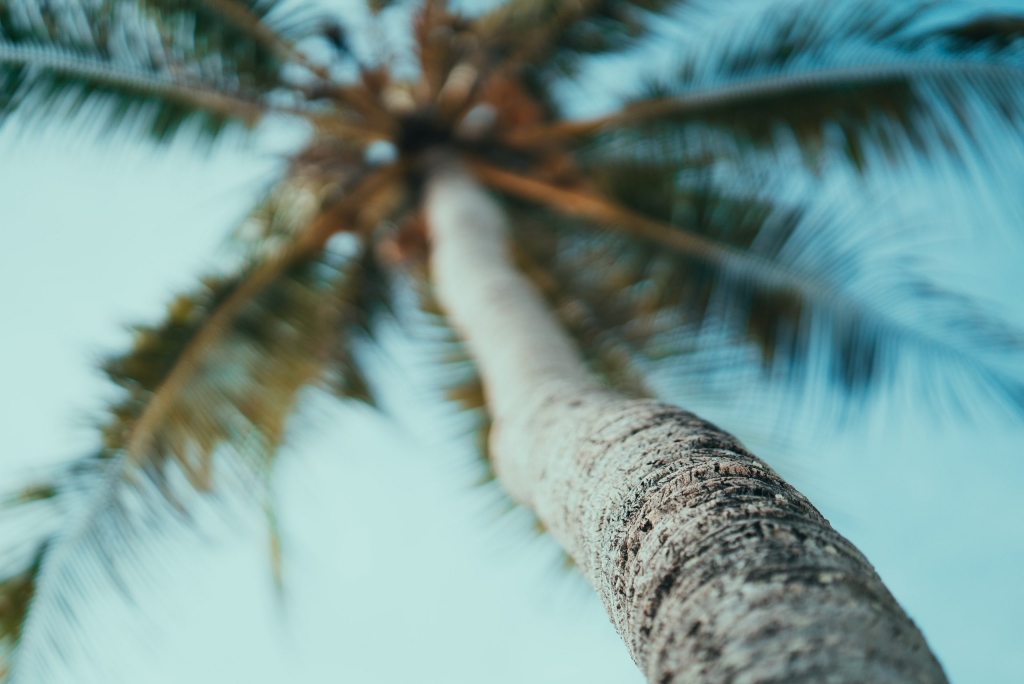 coconut tree during daytime